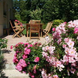 Rosa Décorosier® - 'Mareva' ® - 'Noamel'