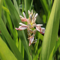 Alpinia galanga - Grand Galanga