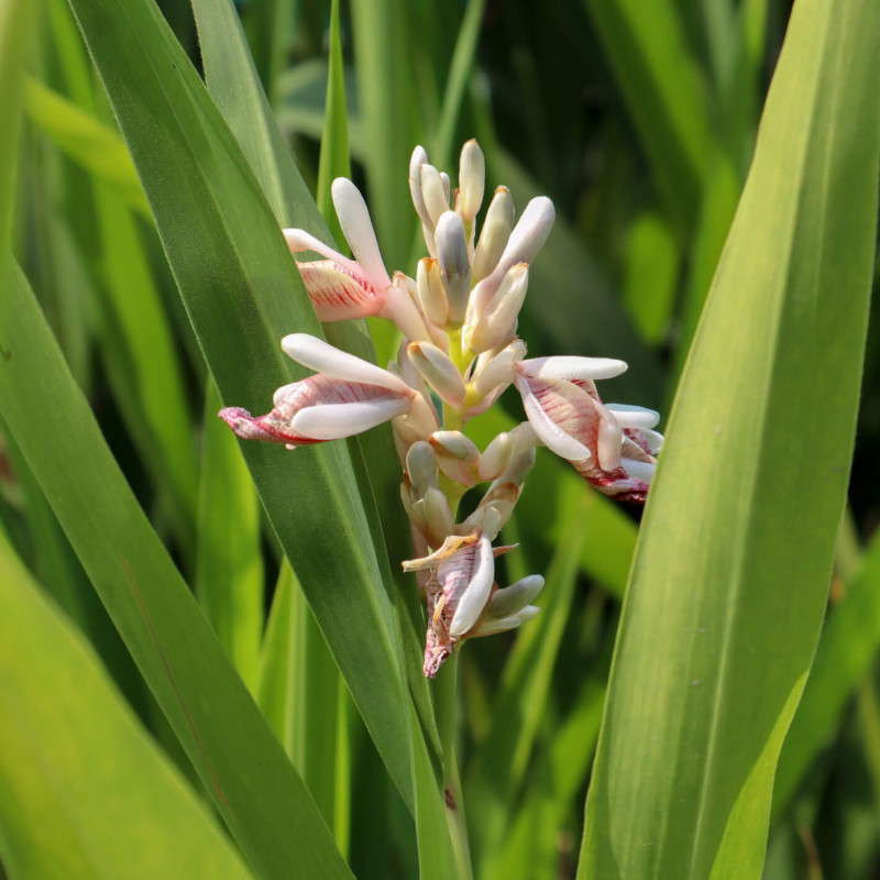 Alpinia galanga - Grand Galanga