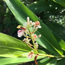 Alpinia galanga - Grand Galanga