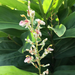 Alpinia galanga - Grand Galanga