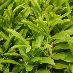 Alpinia galanga - Grand Galanga