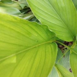 Alpinia galanga - Grand Galanga