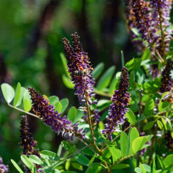 Amorpha fruticosa
