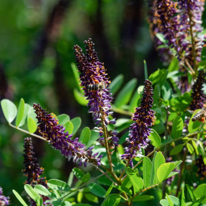 Amorpha fruticosa