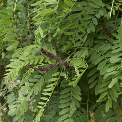 Amorpha fruticosa