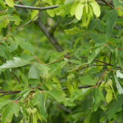 Acer griseum