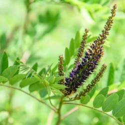 Amorpha fruticosa