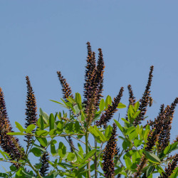 Amorpha fruticosa