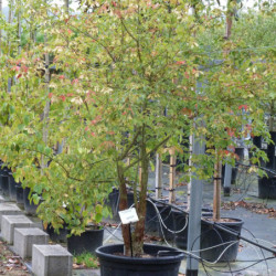 Acer griseum
