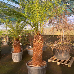 Dicksonia antarctica - Fougère de Tasmanie