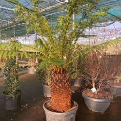 Dicksonia antarctica - Fougère de Tasmanie