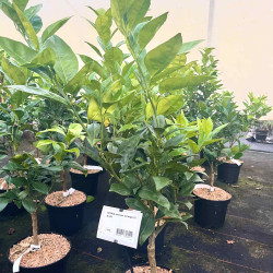 Citrus sinensis