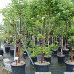 Acer griseum