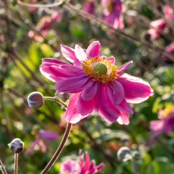 Anemone × hybrida ‘Pamina’