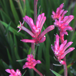 Anigozanthos flavidus Bush Pearl