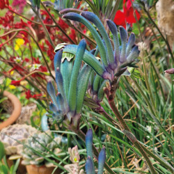 Anigozanthos celebration masquerade