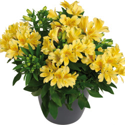 Alstroemeria Inticancha Sun Havana