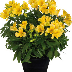 Alstroemeria Inticancha Sun Havana