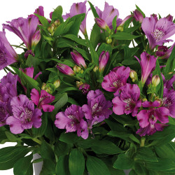 Alstroemeria inticancha indigo
