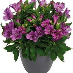 Alstroemeria inticancha indigo