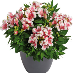 Alstroemeria inticancha Maya
