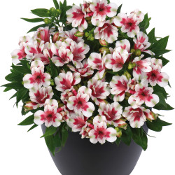 Alstroemeria inticancha Maya