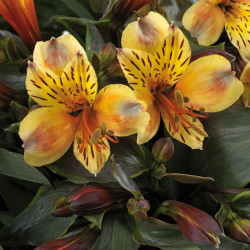 Alstroemeria 'Garden Summer Breeze' - Lis du Pérou