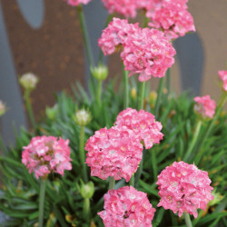 ARMERIA Dreamland
