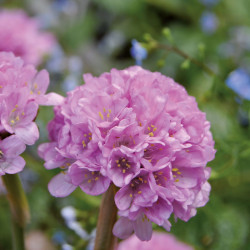Armeria Dreameria® Sweet Dreams