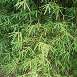 Fargesia angustissima