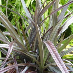 Astelia Nervosa Red Shadow