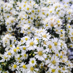 Aster ericoides ‘Snow flurry’