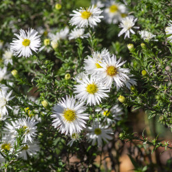 Aster ericoides ‘Snow flurry’