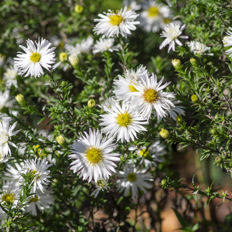 Aster ericoides ‘Snow flurry’