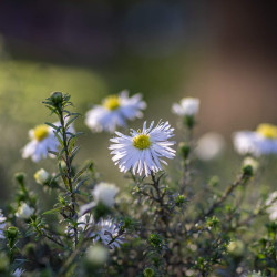 Aster ericoides ‘Snow flurry’