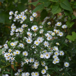 Aster ericoides ‘Snow flurry’