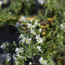 Aster ericoides ‘Snow flurry’