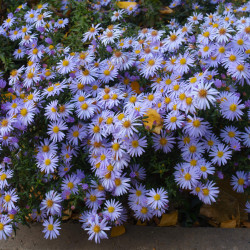 Aster dumosus Early Blue