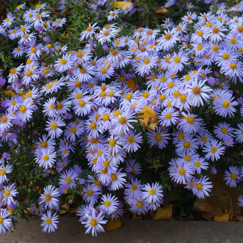 Aster dumosus Early Blue
