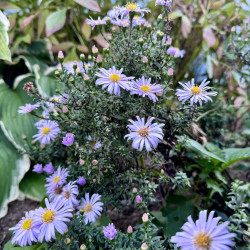 Aster dumosus Early Blue