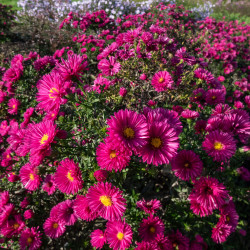 Aster dumosus ‘Jenny’