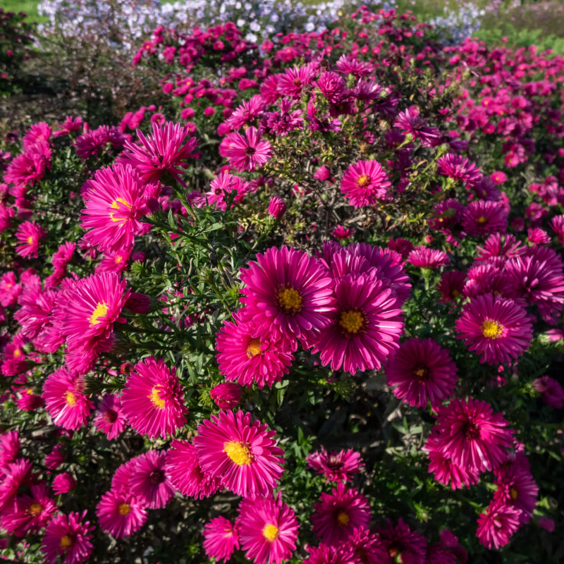Aster dumosus ‘Jenny’