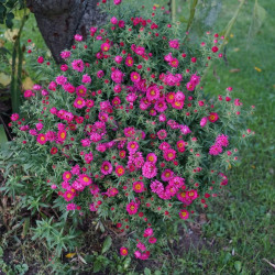 Aster dumosus ‘Jenny’