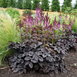 Astilbe chinensis Darkside Of The Moon ®