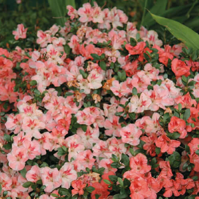 Azalea japonica ‘Hilda Niblett’