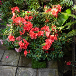 Azalea japonica Kinsai
