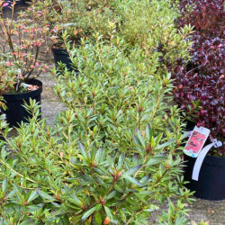 Azalea japonica Kinsai