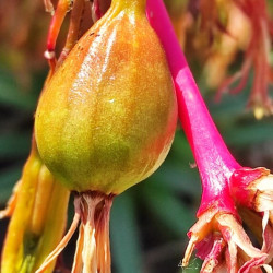 Beschorneria calcicola