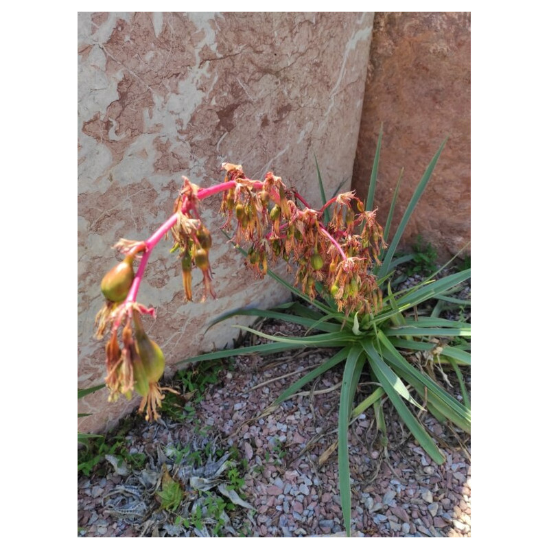 Beschorneria calcicola